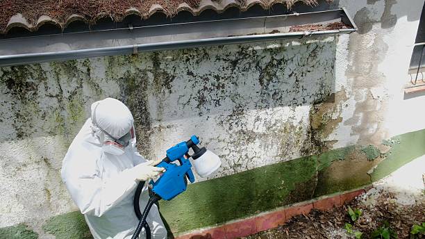 Trusted Black Mold Removal service in Stratford, NJ - Cheap Mold Removal